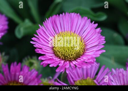 Erigeron Pink Jewels oder Fleabane Daisies haben ähnliche Blumen wie die im Herbst blühenden Michaelmas Daisies, produzieren aber eine aufsehenderen, sommerliche Ausstellung. Stockfoto