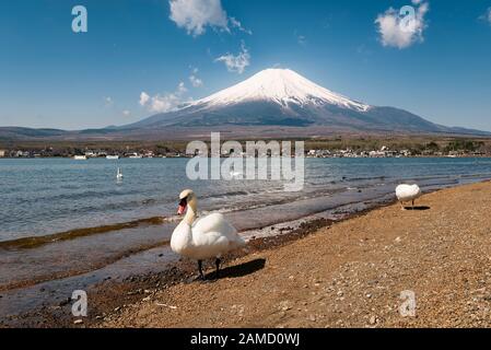Mt. Fuji über dem See mit Schwänen Yamanaka Stockfoto