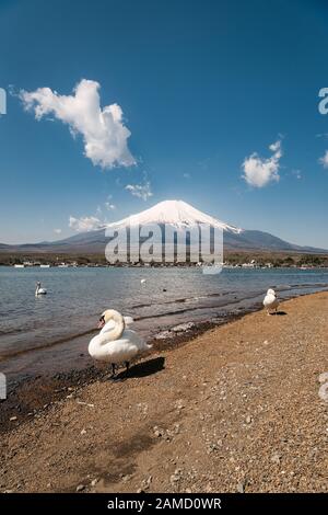 Mt. Fuji über dem See mit Schwänen Yamanaka Stockfoto
