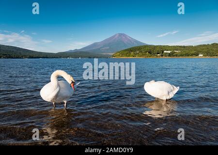 Mt. Fuji über dem See mit Schwänen Yamanaka Stockfoto