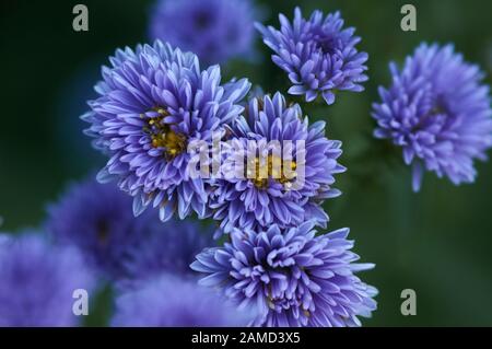 Hintergrund der violetten Michaelmas Daisy Flowers Stockfoto