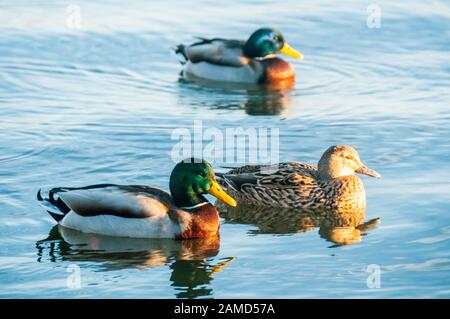 Ein Floß von drei Mallard-Enten, bestehend aus zwei Drakes und einer Henne im Poole Park, Dorset, England. Stockfoto