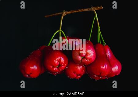 Süßer wachsapfel (java-apfel, semarang-rosenapfel und Wachsjambu), der tropische Früchte auf dunklem Hintergrund ist. Stockfoto