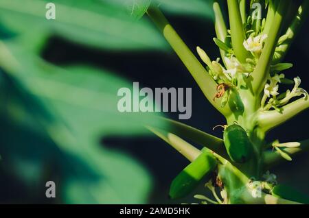 Papaya-Baum mit seinen Blumen und Früchten. Stockfoto