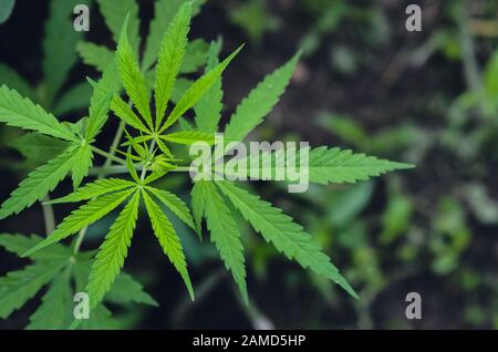 Cannabis Sativa-Baum mit seinen Blättern. Stockfoto