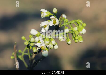 Weiße Blumen aus Pomelo-Früchten. Stockfoto