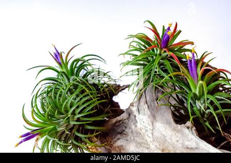 Tillandsia oder Luftpflanze, die ohne Bodenblüte wächst, mit bunten Blumen, die am Holz auf weißem Grund befestigt sind. Stockfoto