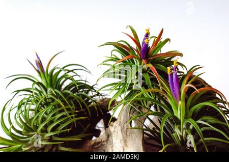 Tillandsia oder Luftpflanze, die ohne Bodenblüte wächst, mit bunten Blumen, die am Holz auf weißem Grund befestigt sind. Stockfoto