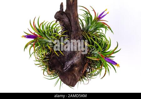 Tillandsia oder Luftpflanze, die ohne Bodenblüte wächst, mit bunten Blumen, die am Holz auf weißem Grund befestigt sind. Stockfoto