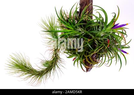 Tillandsia oder Luftpflanze, die ohne Bodenblüte wächst, mit bunten Blumen, die am Holz auf weißem Grund befestigt sind. Stockfoto