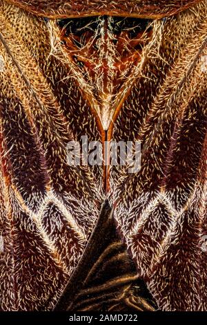 Dorsale Ansicht eines westlichen Conifer Samenkopfes Stockfoto