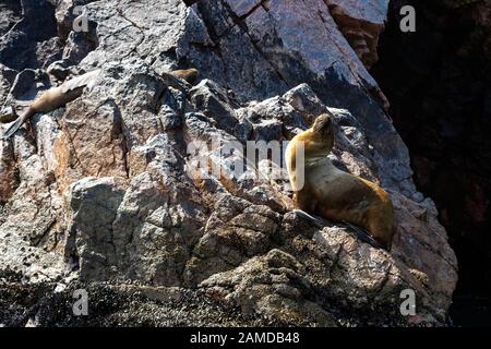 Seelöwen sonnen sich in der Sonne auf einem Felsen Ballestas-Inseln, Paracas Naturreservat, Peru, Lateinamerika. Stockfoto