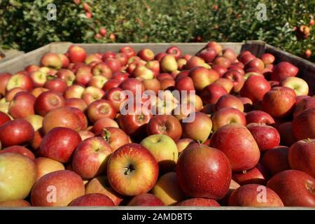 Apfelernte Der Neuen Saison Stockfoto