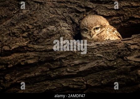 Augenkontakt mit gefleckten Owlet oder Athene brama thront auf einem strukturierten toten Baumstamm in seinem Nest im Keoladeo Nationalpark oder Bharatpur Vogelschutzgebiet Stockfoto