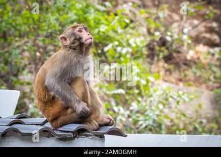 Porträt eines Rhesus-Makak-Affen auf einem Dach in Guilin, Provinz Guangxi, China