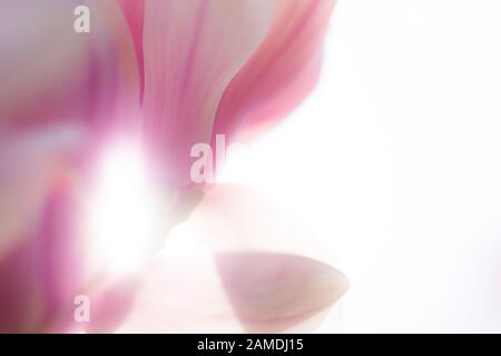 Nahaufnahme der schönen leuchtenden magnolienblüten im Frühling. Perfekter Hintergrundschuss für den Muttertag und Valentinstag mit Platz für Kopien. Stockfoto