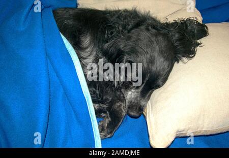 Schönen schwarzen spaniel Hund schläft auf einem Kissen mit blauen Decke abgedeckt. Russian spaniel Festlegung auf eine Couch zusammengerollt. Stockfoto