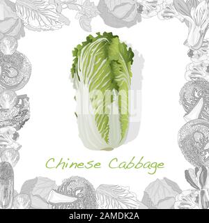 Frische chinesische Kohl-Illustration auf weißem Hintergrund. Vektorbild. Stock Vektor