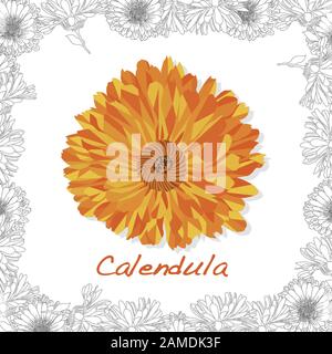 Calendula. Medizinische Kräuterillustration isoliert auf Weiß. Vektorgrafiken. Stock Vektor