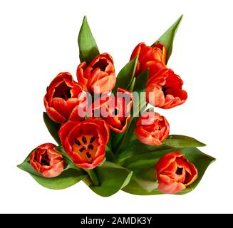 Draufsicht auf Blumenstrauß aus roten Tulpenblumen isoliert auf Weiß Stockfoto