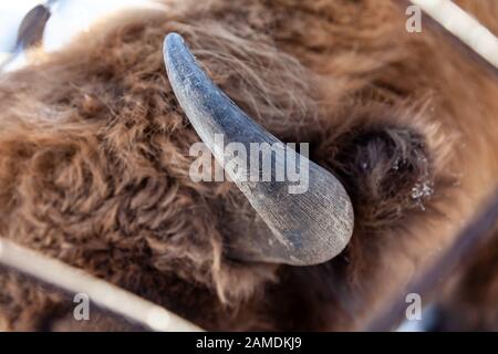 Das Horn der ein seltenes Tier Stier, Kuh oder Bisons, die Jagd auf Wilderer für wegen der teuren Knochen. Die Vernichtung und Ausrottung von Tieren in aufgeführt Stockfoto