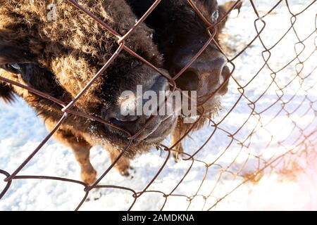 Zwei große nett und lustig brown Bison oder Bull von Wall Street steht in der Nähe der Metallzaun während Heu essen. Stockfoto