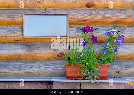 Blumen, Petunia stehen in Töpfen auf dem Fundament vor dem Hintergrund einer Holzwand des Hauses mit leeren Rahmenschildern für Aufschriften Stockfoto