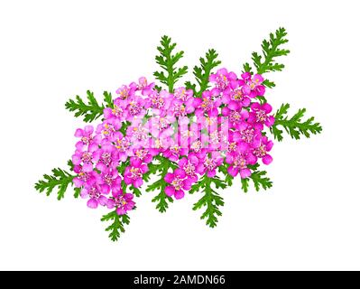 Rosafarbene Yarrow Blumen und Blätter in floraler Anordnung isoliert auf Weiß Stockfoto