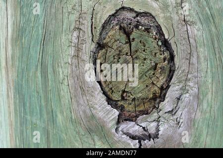 Dunkler Knoten in verwittertem Holzpfahl, grün getönt von der Behandlung gegen Fäule. Stockfoto