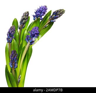 Blaue Hyazinthblüten und Blätter in Wellenanordnung isoliert auf weißem Grund Stockfoto