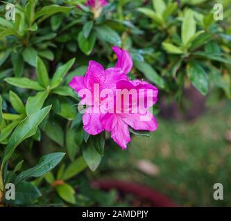 Große Azalea oder Rhodendron in einem organischen Garten im Frühjahr. Stockfoto