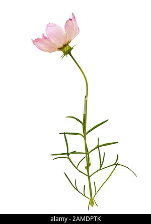 Rosa Kosmos Blume isoliert auf weiß Stockfoto