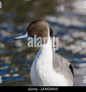 Seitenansicht Nahaufnahme der männlichen nördlichen Pintail-Ente (anas acuta) bei Sonneneinstrahlung Stockfoto