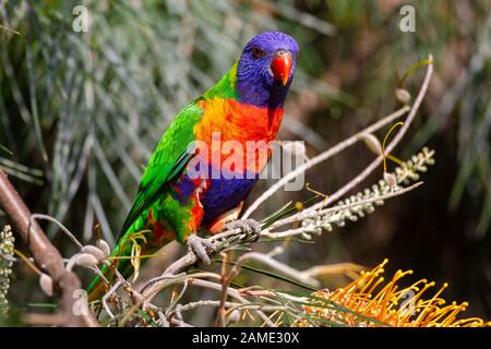 Rainbow Lorikeet (trichoglossus Moluccanus) native Papagei der östlichen Australien, sitzt auf einem Ast Stockfoto