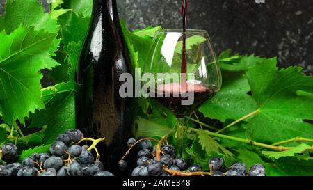 Reinigen Sie die Hautflasche und das Glas hochwertigen Rotweins in Weinverkostung mit Weinrebe und roten Trauben. Wein gießen. Stockfoto