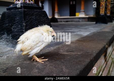 Ein junges Huhn, Angst und Kälte sieht Stockfoto