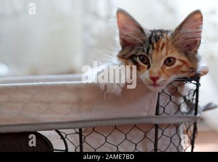 Ein norwegisches Waldkätzchen in einem Korb. Sie blickt über den Rand Stockfoto