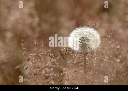 Ein Ball aus Löwenzahn auf Wiese, der auf einen Wind wartet Stockfoto