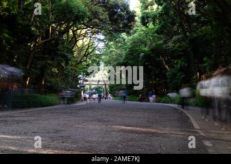 Menschen, die tagsüber durch den Meiji-Jingu-Schrein spazieren Stockfoto