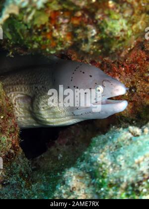 Grau, Moray, (gymnothorax griseus Stockfoto