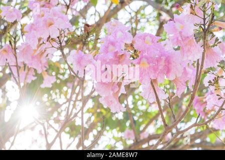 Rosa Trompete Baum mit Sonnenlicht Stockfoto