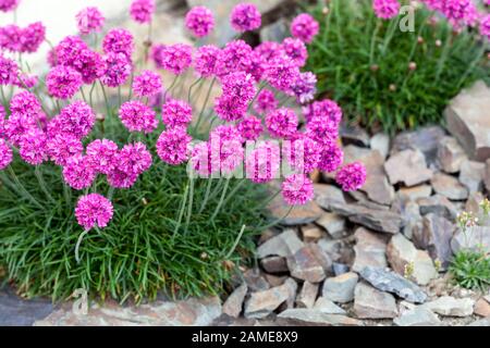 Eine blühende Blume, Armeria maritima Steingut florierte Garten Stockfoto