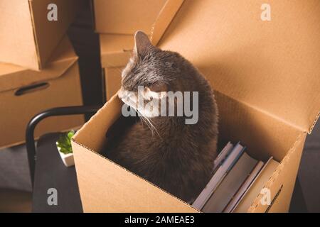 Umzugskonzept. Graue Katze in einem Handwerkskasten mit Sachen, um in eine andere Wohnung zu ziehen. Stockfoto