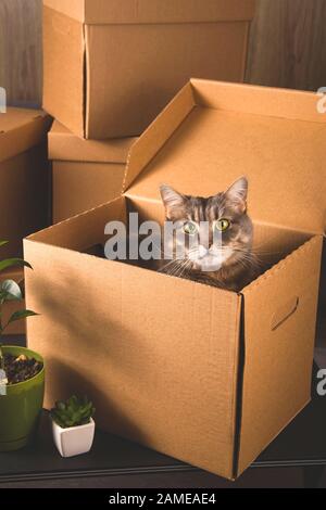 Umzugskonzept. Graue Katze in einem Handwerkskasten mit Sachen, um in eine andere Wohnung zu ziehen. Stockfoto