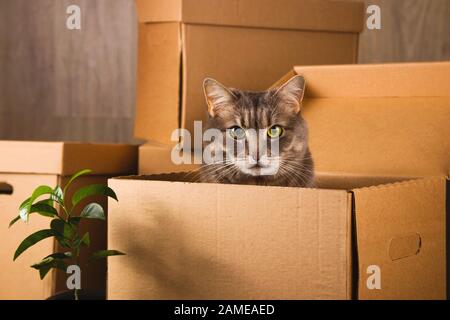 Umzugskonzept. Graue Katze in einem Handwerkskasten mit Sachen, um in eine andere Wohnung zu ziehen. Stockfoto