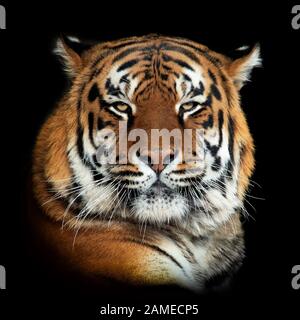 Nahaufnahme Tiger-Porträt isoliert auf dunklem Hintergrund Stockfoto