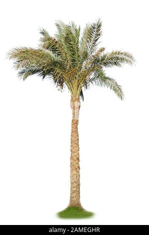 Palme, die isoliert auf weißem Hintergrund Stockfoto