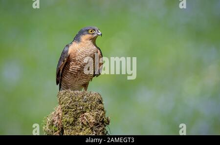 Ein Porträt eines männlichen Sparrowhawks thront auf einem alten Flechten bedeckten Baumstumpf Stockfoto