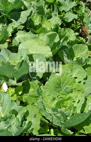 Hausgemeißeltes Kohlkraut, das in einem Gemüsegarten außenseite wächst Stockfoto