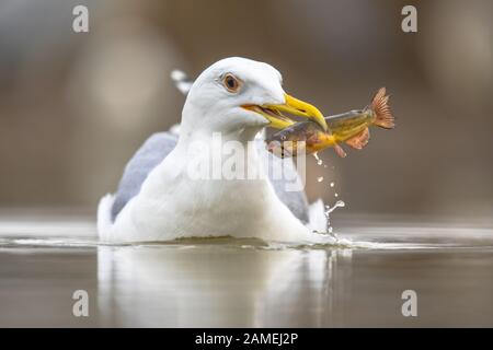 Gelbbeiner Möwe (Larus michahellis) schwimmt im Flachwasser und isst Fische am Csaj-See, Kiskunsagi Nationalpark, Pusztaszer, Ungarn. Februar. Stockfoto